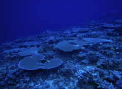 Click for image
